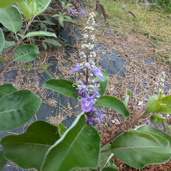 Vitex x Chicagoland Blues ® Daniel Searle (1)