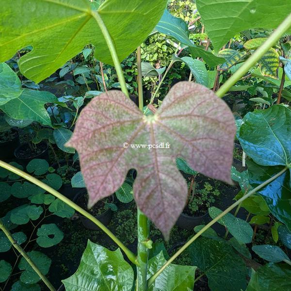 Firmiana simplex (1)