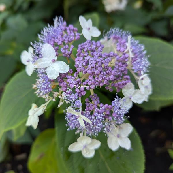 Hydrangea involucrata Late Love