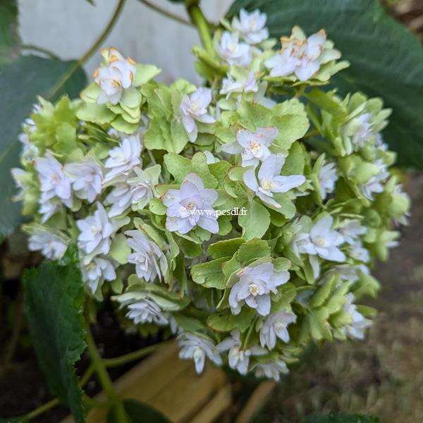 Hydrangea involucrata Mihara Kokonoe