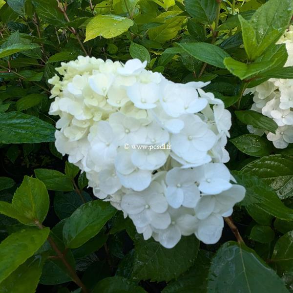 Hydrangea paniculata Mont Blanc (2)