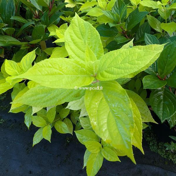 Hydrangea paniculata Sunlight (2)