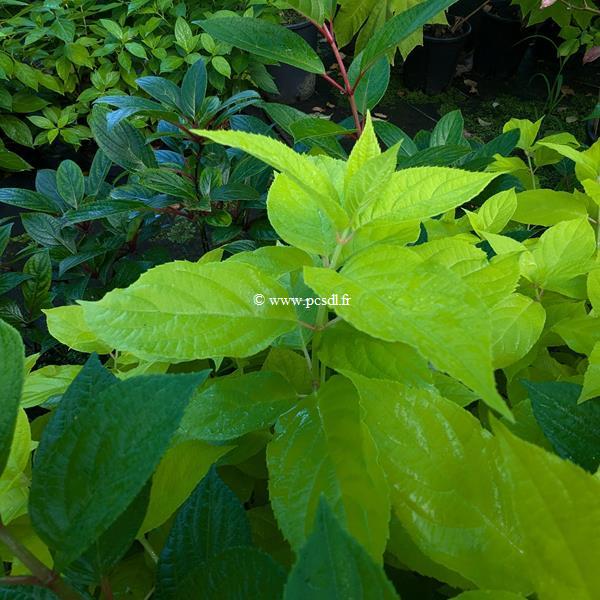 Hydrangea paniculata Sunlight (3)