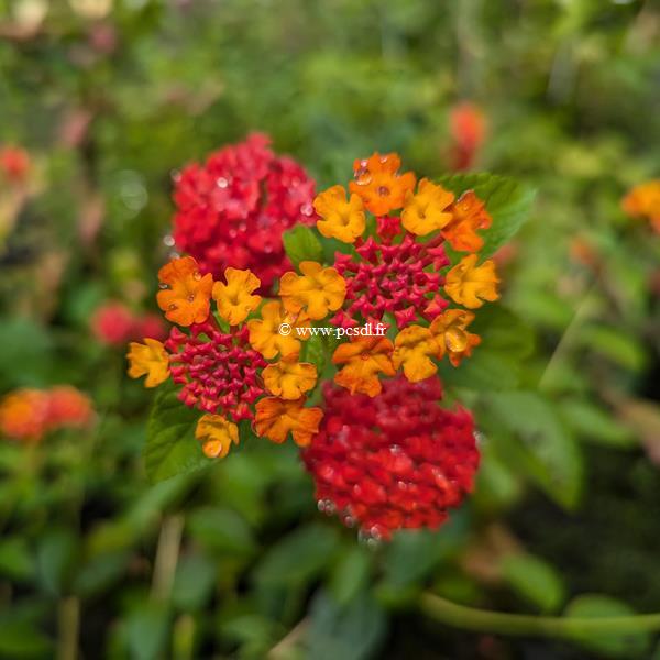 Lantana Radiation (2)