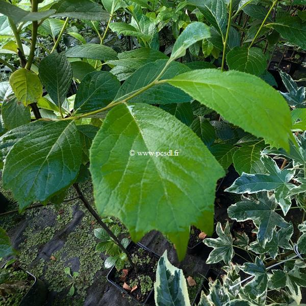 Pterostyrax psylophylla