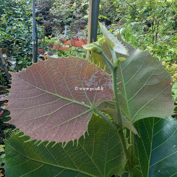 Tilia henryana