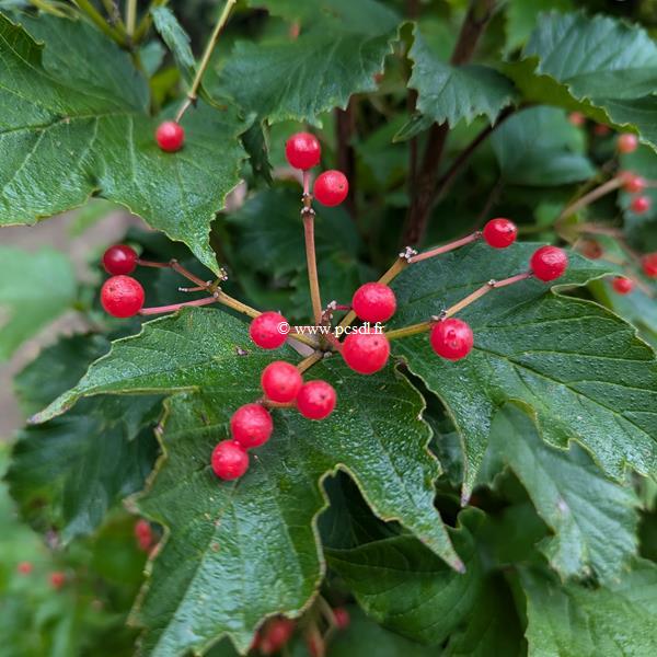 Viburnum sargenti Onondaga
