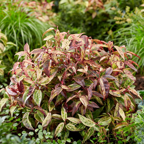 Leucothoe Makijaz 6