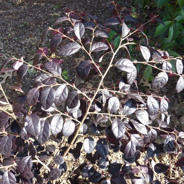 Loropetalum chinense Black Pearl (2)