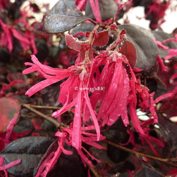 Loropetalum chinense Black Pearl (3)