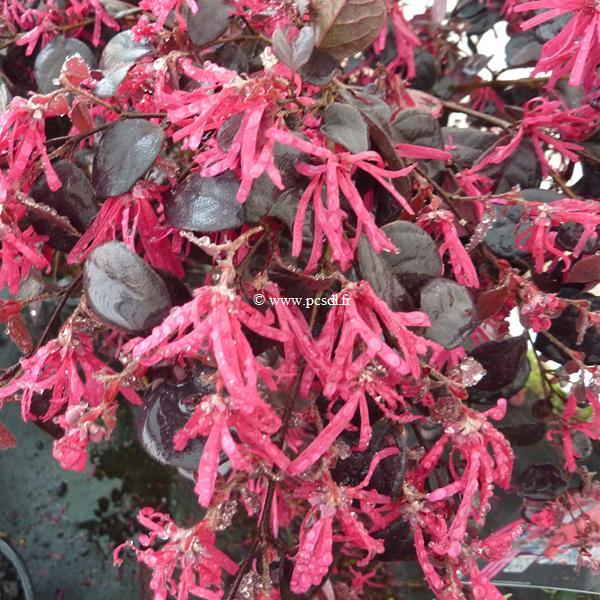 Loropetalum chinense Black Pearl (4)