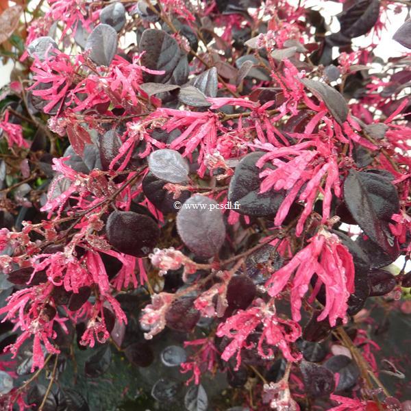 Loropetalum chinense Black Pearl (6)