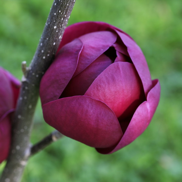 Magnolia Black Tulip