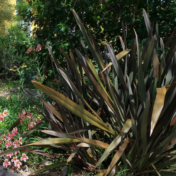 Phormium tenax Purpureum