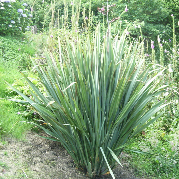 Phormium tenax (2)