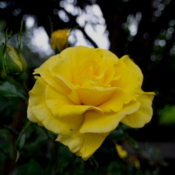 Rosa Sunmaid