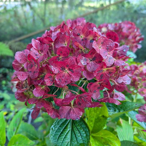 Hydrangea macrophylla Valvert