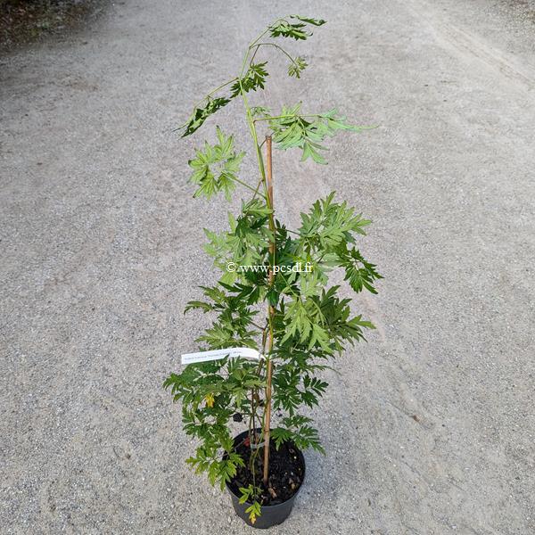 Rubus fruticosus Thornless Evergreen (2)