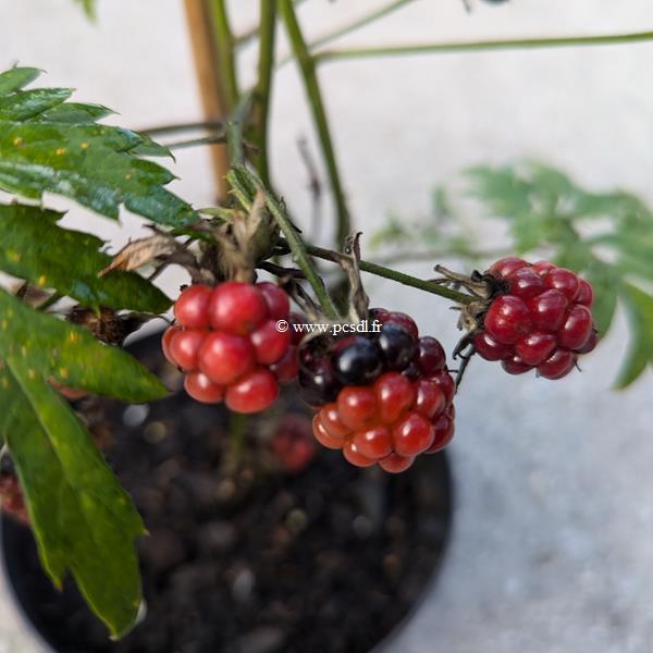 Rubus fruticosus Thornless Evergreen (1)
