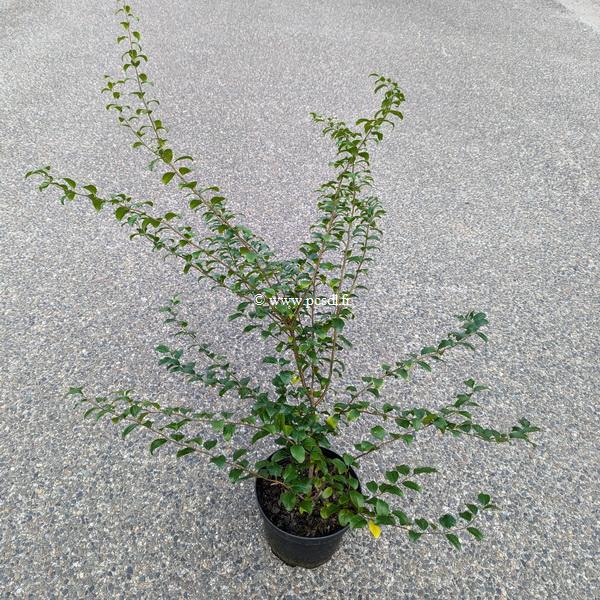 Spiraea thunbergii