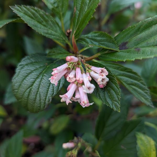 Viburnum Sweet Talker (2)