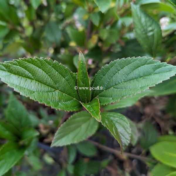 Viburnum Sweet Talker (4)