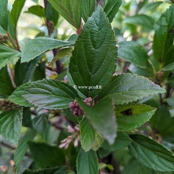 Viburnum Sweet Talker (3)