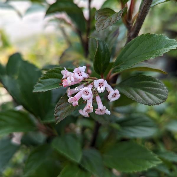 Viburnum Sweet Talker (5)