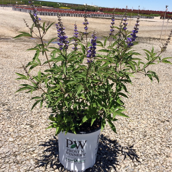 Vitex agnus castus blue diddley