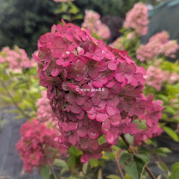 Hydrangea paniculata Framboisine