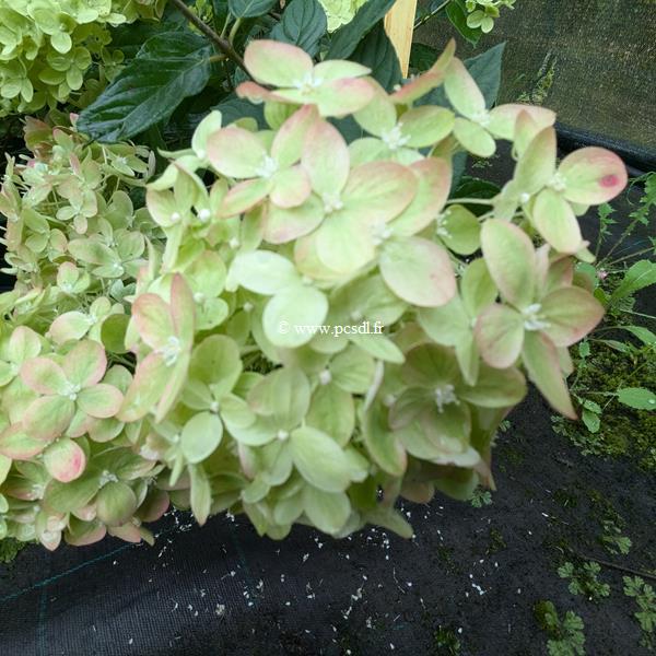 Hydrangea paniculata Little Lime