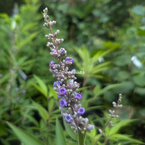 Vitex agnus-castus Blue Diddley (1)