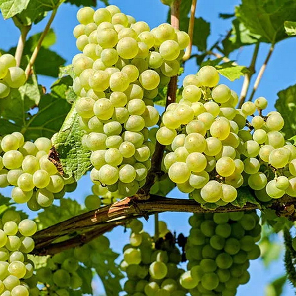 Vitis Noah (1)