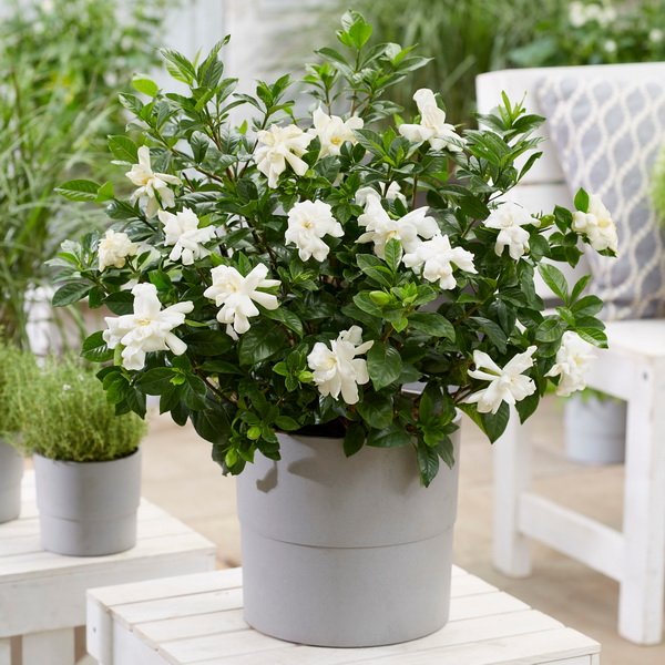 Gardenia jasminoides Double Diamonds