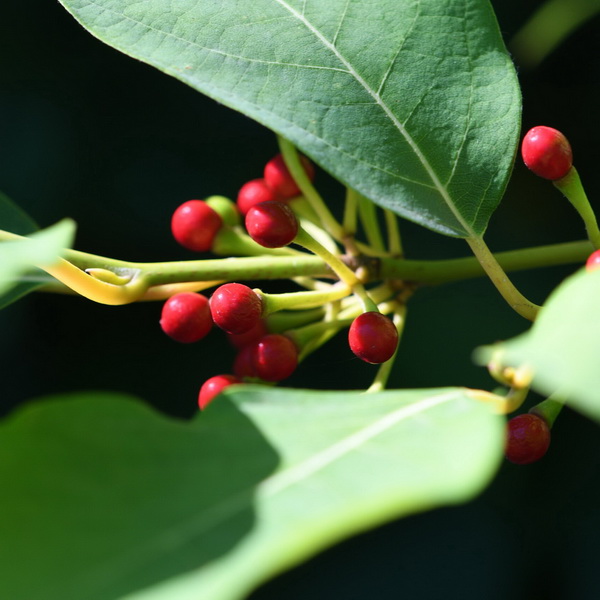 Lindera reflexa (2)