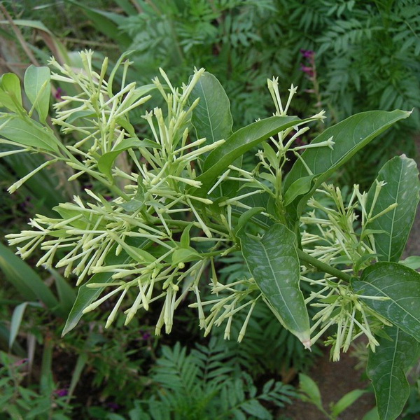Cestrum nocturnum