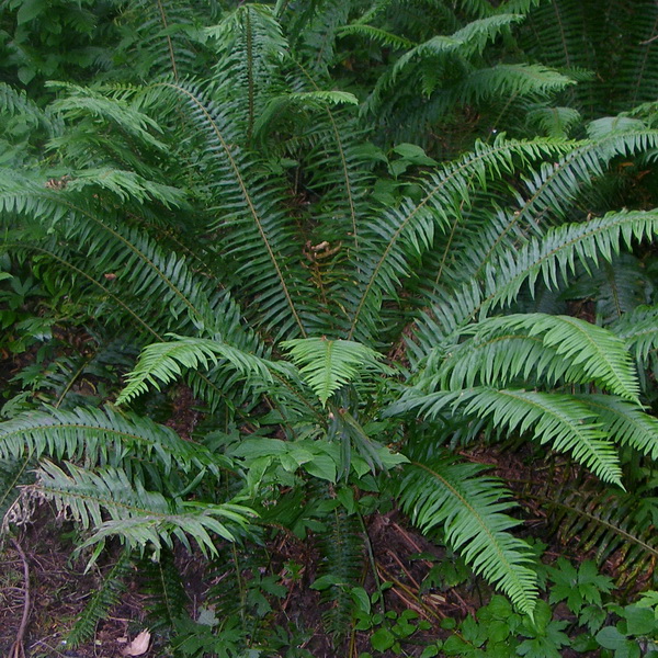 Polystichum minutum