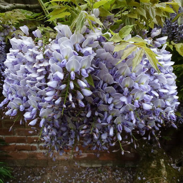 Wisteria formosana Caroline (1)