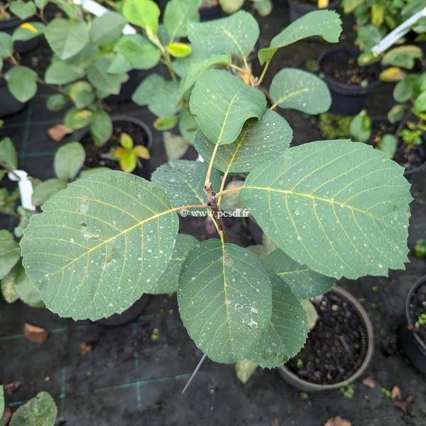 Amelanchier alnifolia Honeywood (2)