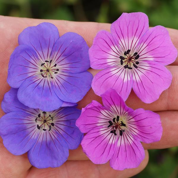 Geranium Rozanne (left) vs Kelly-Anne (right) (2)