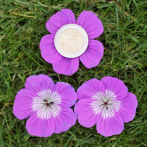 Geranium Kelly-Anne (3)