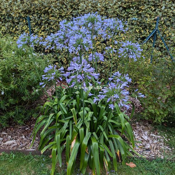 Agapanthus Blue Infinity