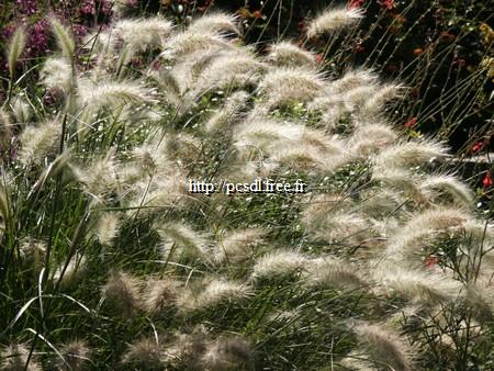 pennisetum%20villosum