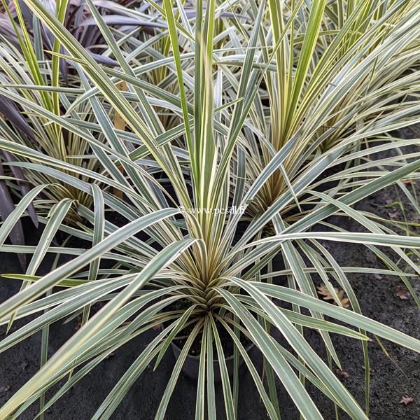 Cordyline australis Torbay Dazzler
