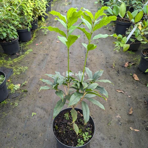 Osmanthus fragrans Aurantiacus