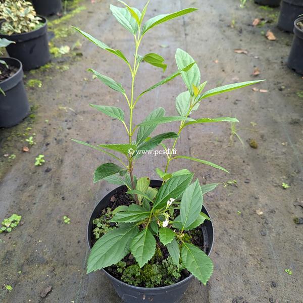 Viburnum Sweet Talker