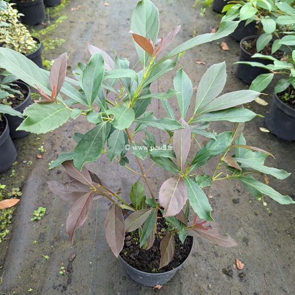 Viburnum odoratissimum Coppertop