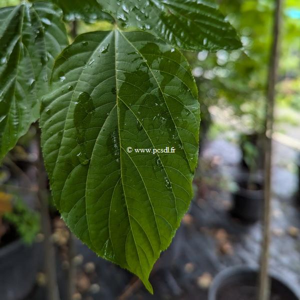 Hovenia dulcis (2)