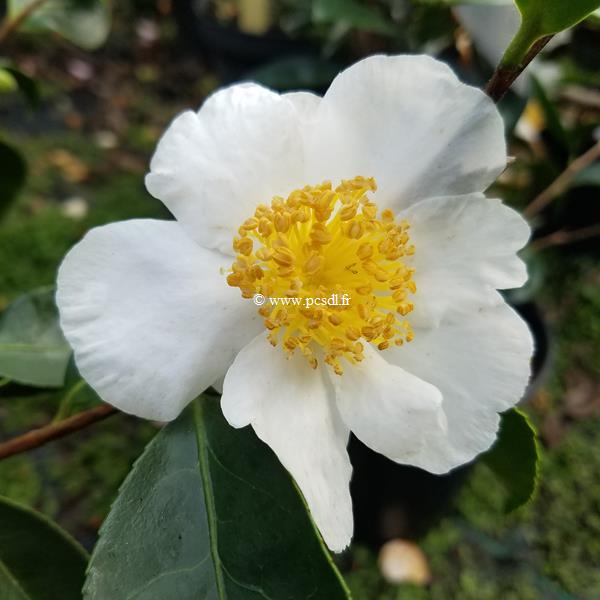 Camellia sasanqua Terre Adélie (2)