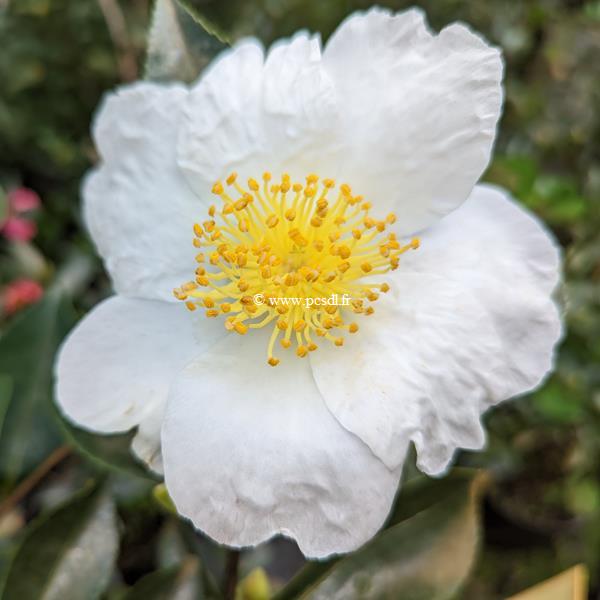 Camellia sasanqua Terre Adélie (3)